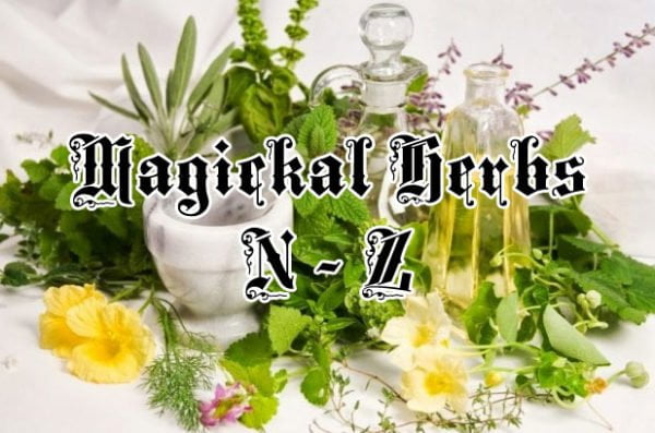 magickal herbs n - z