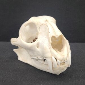 Leopard Skull - Certified